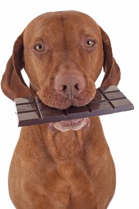 pure breed golden dog holding real dark chocolate in mouth on white bakground